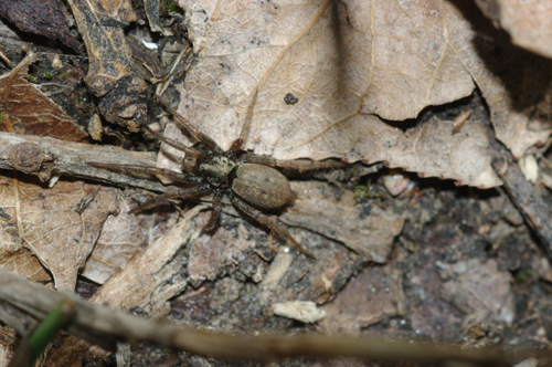 Nomisia exornata (Gnaphosidae) - Rende (CS)